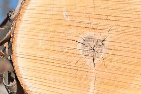 Birch Log Closeupの写真素材