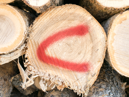 Letter C Spray Painted on Ash Log