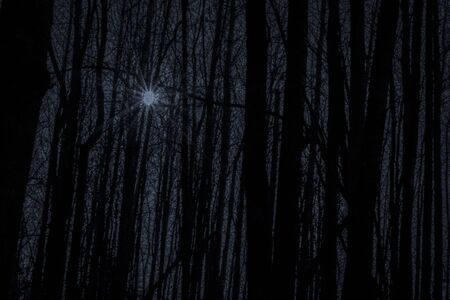 Eerie Forest