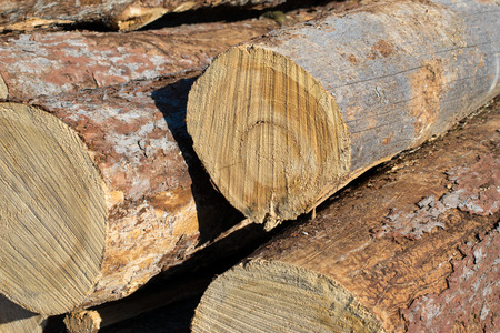 Closeup of Insect Damaged Tamarack