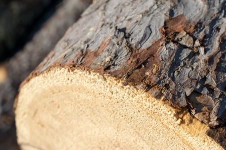 Closeup of Larch Logの写真素材
