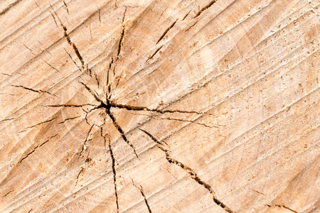 Paper Birch Growth Ringsの写真素材
