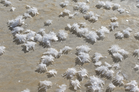 Ice Crystals Forming on Frozen Lakeの写真素材