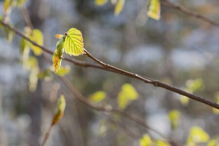 Beaked Hazelnut in Springの写真素材