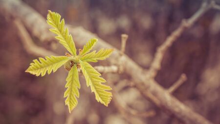 Young Bur Oak Leaves in Springの写真素材