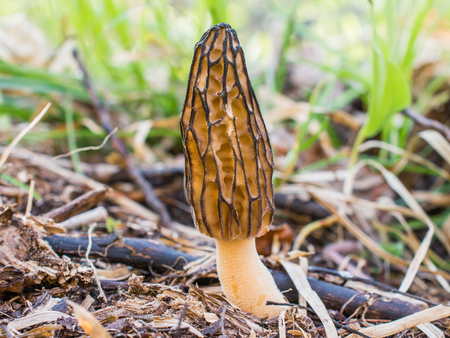 Closeup of Spring Morel
