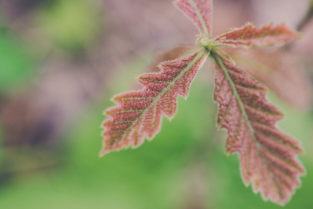 Bur Oak Leaves Closeup in Springの写真素材