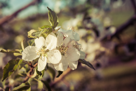 Vintage Apple Blossomsの写真素材