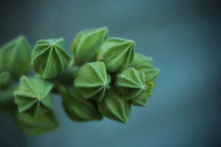 Closeup of Hollyhock Flower Budsの写真素材