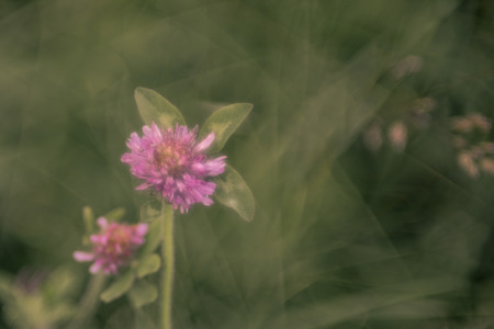 Clover with Blurred Focus Backgroundの写真素材