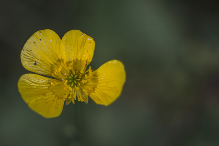 Buttercup Flower Blossom Closeup Detailの写真素材