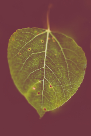 Isolated Quaking Aspen Leaf on Red Backgroundの写真素材