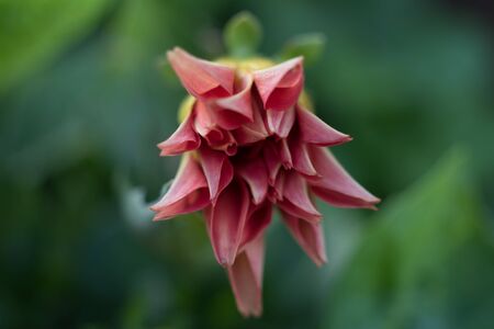 Red Dahlia in Bloomの写真素材
