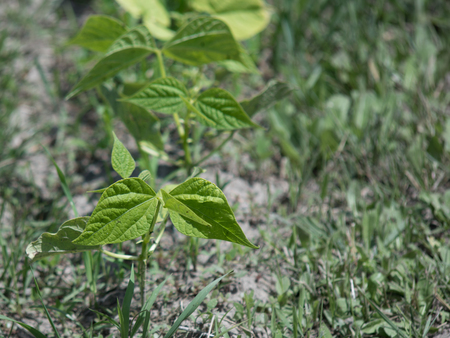 Young Green Bean Plants in Garden