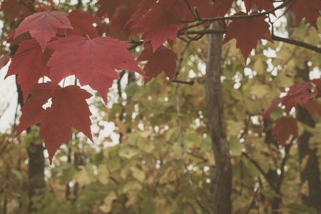 Vintage Look Red Maple Leavesの写真素材