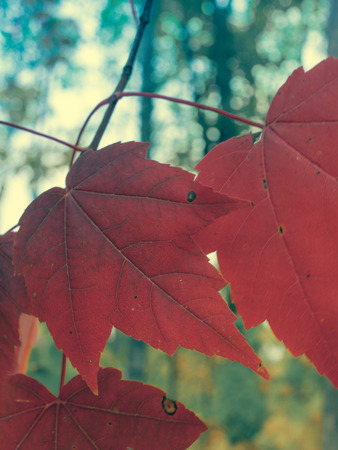 Red Maple Leaves in Fallの写真素材