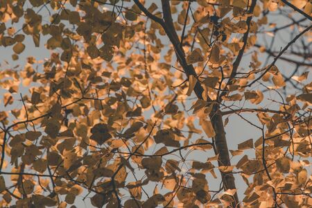 Aspen Tree with Golden Fall Leaves