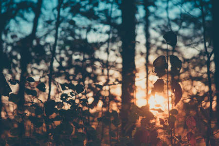Vintage Look Hardwood Forest at Sunsetの写真素材