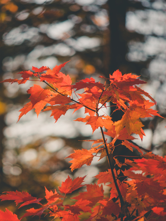 Beautiful Red Maple Leavesの写真素材