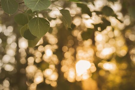 Trembling Aspen Leaves at Sunsetの写真素材