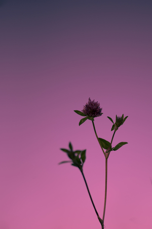 Wild Clover at Sunsetの写真素材