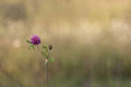Single Clover Flowerの写真素材