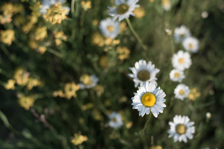 Daisies from Aboveの写真素材