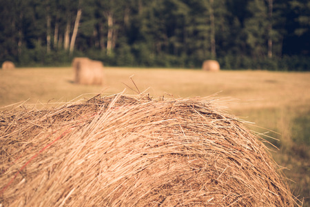 Summer Hay Field