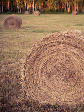 Round Bales of Hayの写真素材