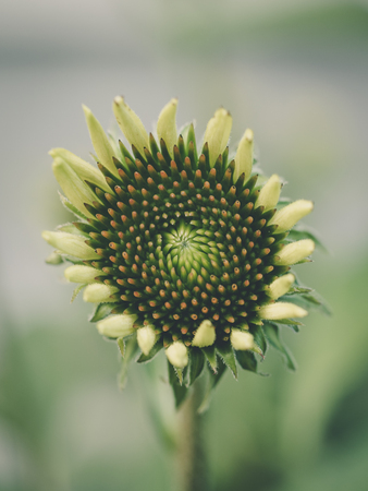 Coneflower in Early Bloomの写真素材