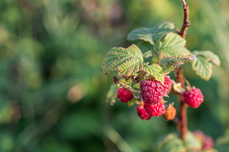 Raspberries Ready for Picking
