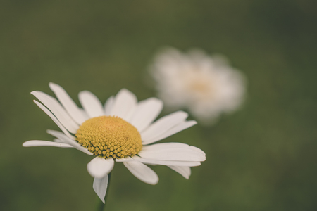 View of Daisy Flowerの写真素材