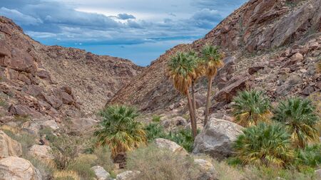 Desert Palm Trees