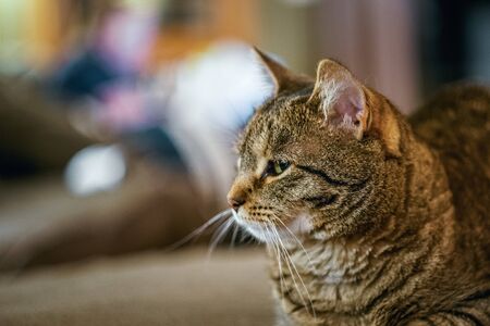 Indoor Cat with Blurred Backgroundの写真素材