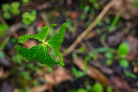 Trillium After Rain Showerの写真素材
