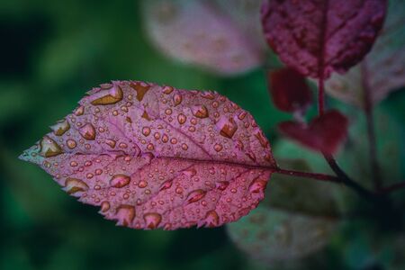 Rain Drops on Apple Tree Leaf