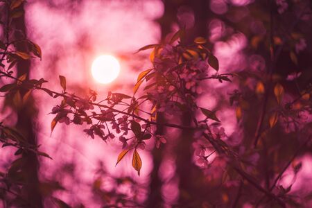 Apple Blossoms and Abstract Skyの写真素材