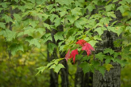 Maple Leaves Turning Redの写真素材