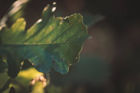 Bur Oak Leaf in Late Summer