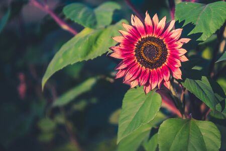 Red Sunflower in Gardenの写真素材