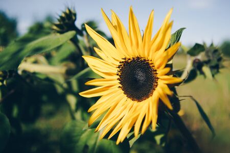 Large Sunflower in Summer