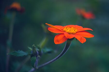 Orange Mexican Sunflower Bloom