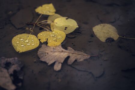 Fall Color Leaves in Puddleの写真素材
