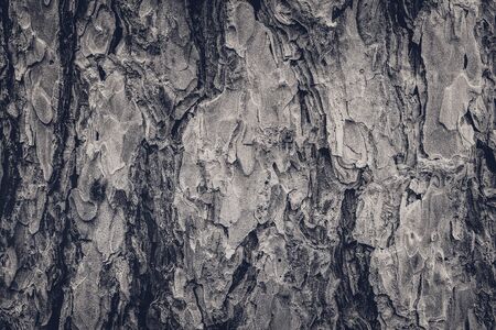 Close View of Pine Bark
