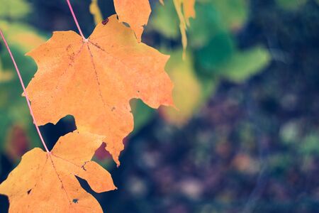 Close View of Sugar Maple Leaves