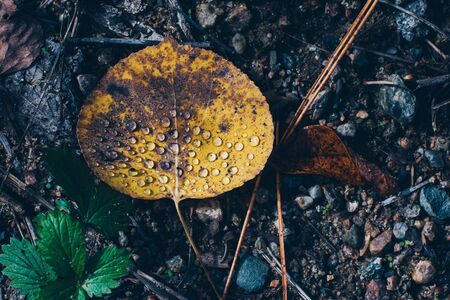 Fallen Aspen Leaf After Rainの写真素材