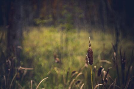 Cattail in Wet Meadowの写真素材