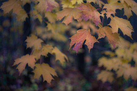 Maple Leaves in Fall Colors