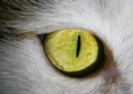 Green eye of a cat close-upの写真素材