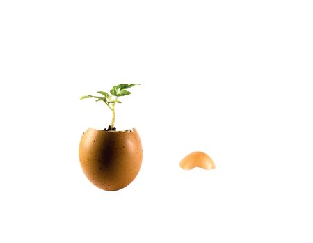 A little plant grows in an egg (isolated from background)の写真素材